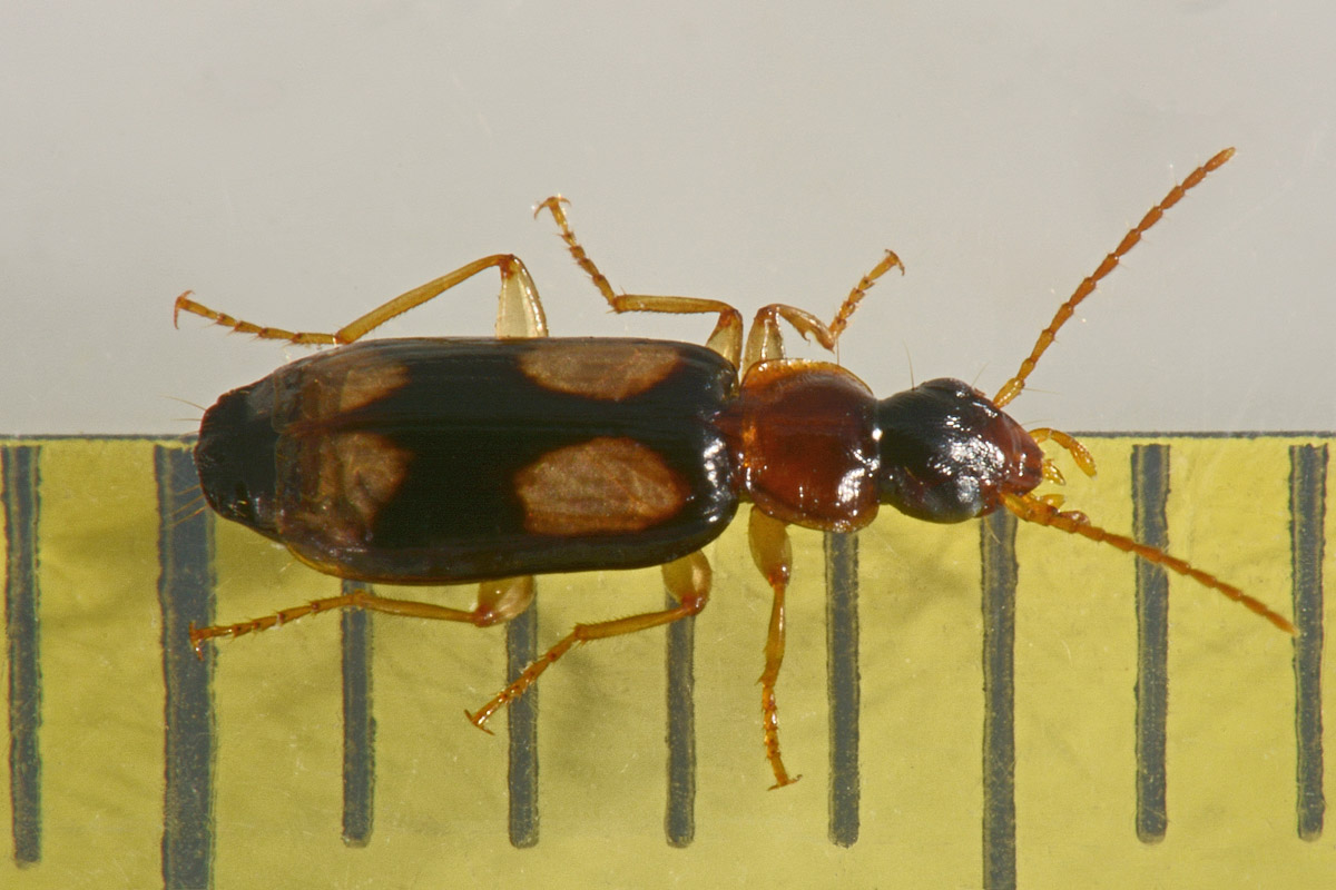 Carabidae: Dromius quadrimaculatus?  S !